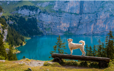 image for Summer Road Trips With Your Pet